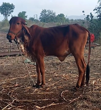 વાસડી વેચવાની છે