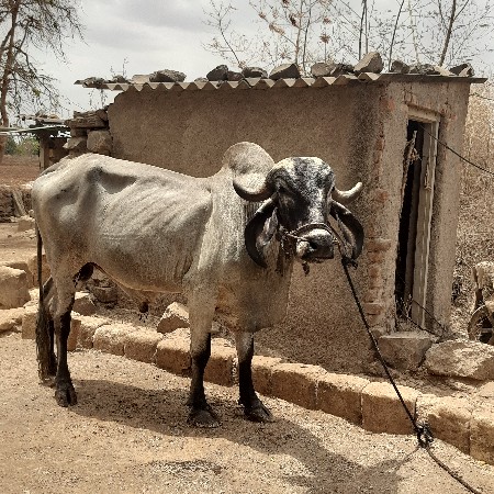 ખૂટ