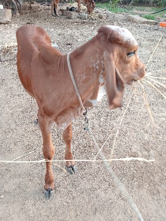 ગાય વેચવાની છે