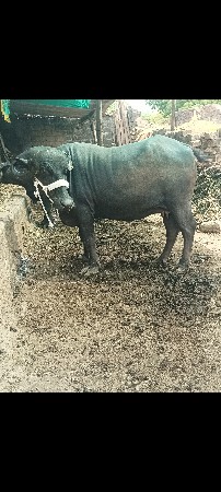 ભેંસ વેચવાની છે