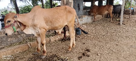 ગોધલો આપવાનો છે સાચવે તેને આપવો