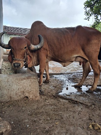 ગીર ગાય વેચવાની છે