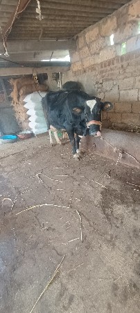 બે ગાય