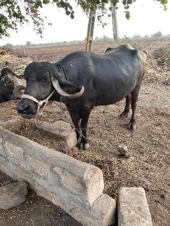 ભેંશ  2  વેચવાની છે