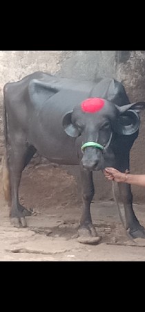 ભેંસ વેચવાનું છે 2 છે