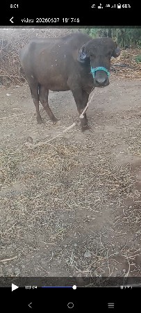 બે દાતે ખડેલી વેચવાની છે