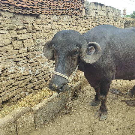 આ‌ ખડેલી વેચવાની છે.