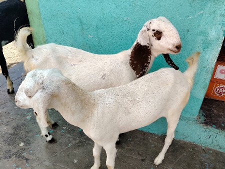 1પતરી 1તોતા પરી