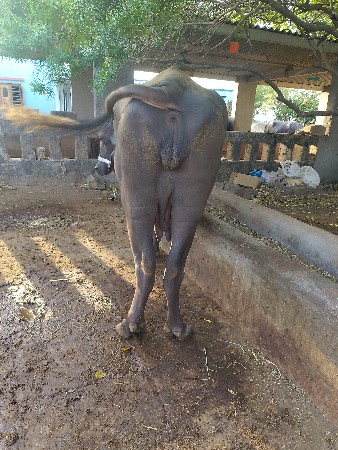 ખડેલી વેચવાની છે