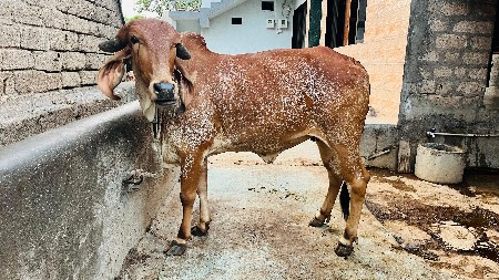 હોડકી વેચવાની છે