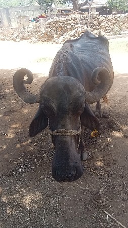 એક મહિના દેની કાચી છે