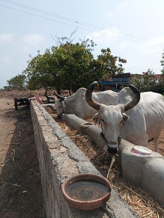 બળદ વેચવા ના છે 9723658855