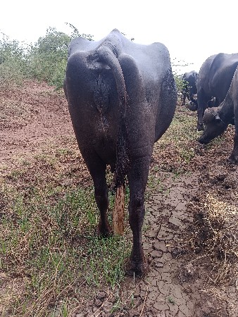વેશવાની ની શે 3 વેતર