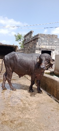 પાડો વેચવાનો છે