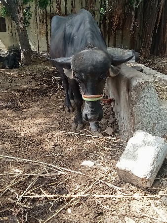 6 દાંત ખડેલી વેચવાની છે
