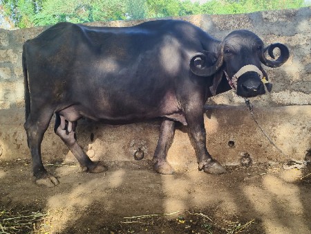 ભેંસ વેચવાની છે
