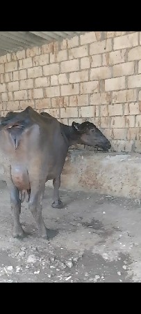 આ ભેંસ વેચવાની છે