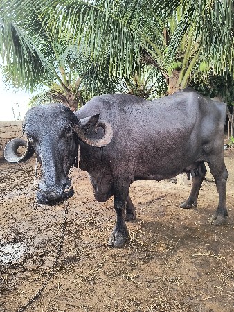 ભેંસ વેચવાની સે