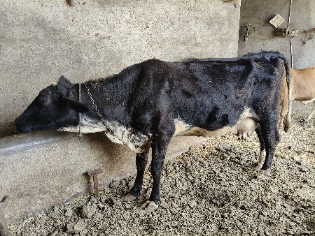 વેસવાની