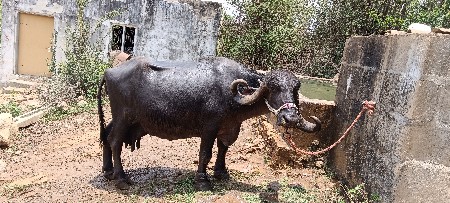 વેસાવાની છે