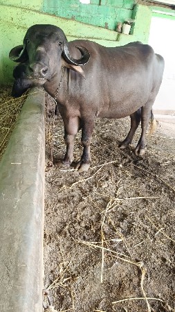 બે ખળાય છે
