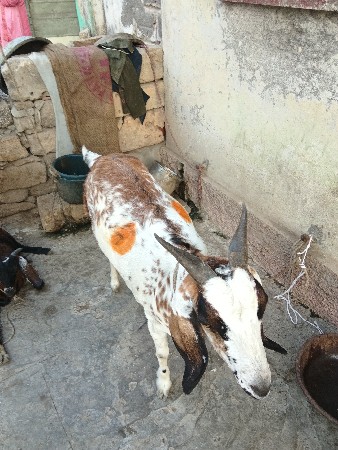 એક બકરી અને નાનો બકરો