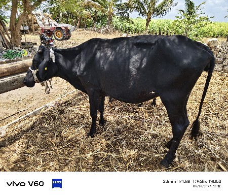 3 hf હોડકી