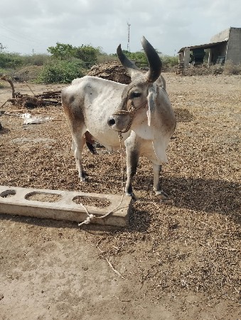 9016848221આનબરપરફોનકરો