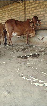 ગીર ગાય વેચવાની છે બેય