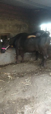 ભેંસ