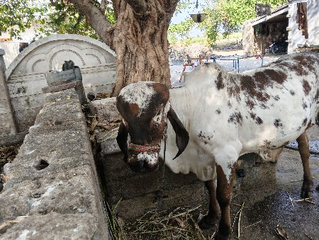 ખૂટિયો મફત દેવાનો છે