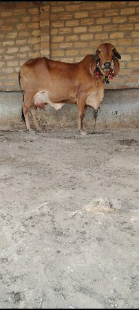 ગીર ગાય