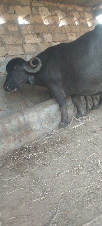 ભેસ‌ વેસવાનીસે‌ 8‌ મહના‌ નો‌ ઘા