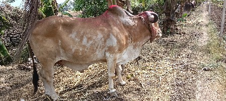દાબીયાર બરધ  4ધર
