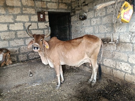 2 ગાય વેચવાની છે