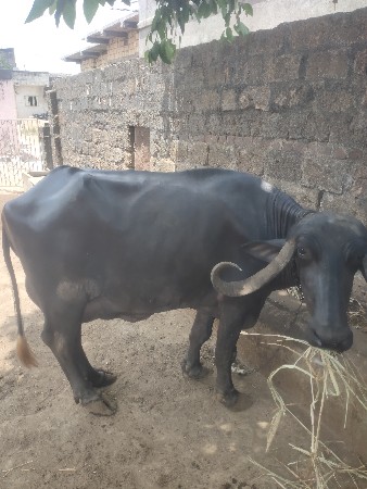 ભેશ વેચવાની છે ભેગો પાડો