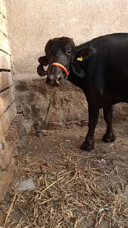 વેશવાની બીજુ વેતર
