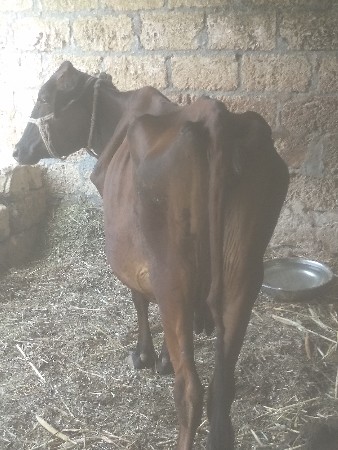 ગીર ક્રોસ ગાય વેચવાની છે
