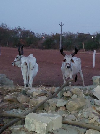 વઢીયારા
