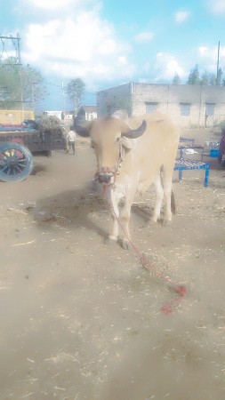 20,000 કિંમત