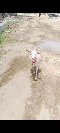 બેન્ટમ બકરી