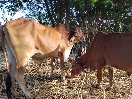 બલધ વિશવાના શે. સા વશોજા