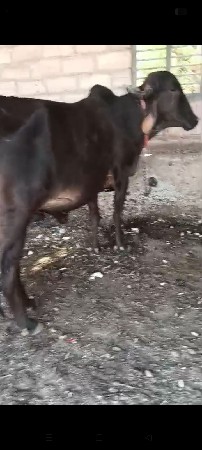 આગયવેશવાનીશે