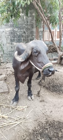 ખડેલી વેચવાની છે