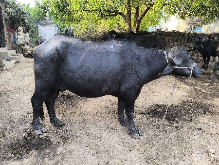 ખળેલી વેચવાની છે