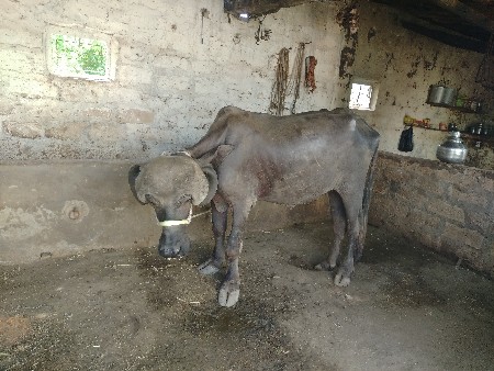 જાફરાબાદી ખળેલી