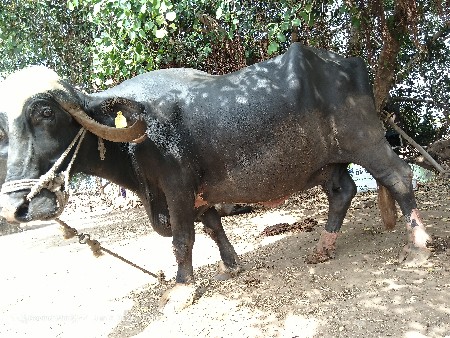 ભેંસ વેચવાની છે