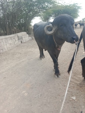 પાડો વેચવાનો છે