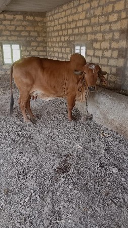 ગાય  વેચવાની છે