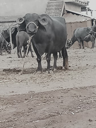 3 વેતર ભેંશ વેચવાની છે.
